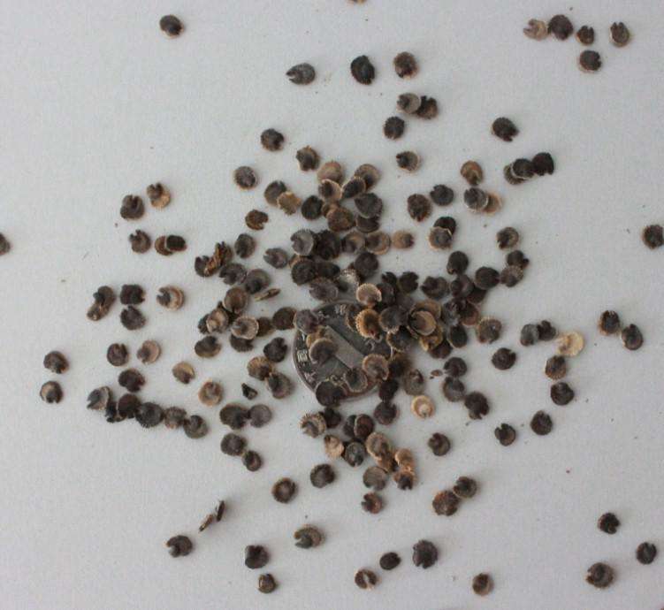 长沙东日园林工程有限公司,长沙园林绿化工程,长沙绿化养护管理