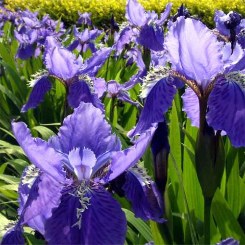 长沙东日园林工程有限公司,长沙园林绿化工程,长沙绿化养护管理