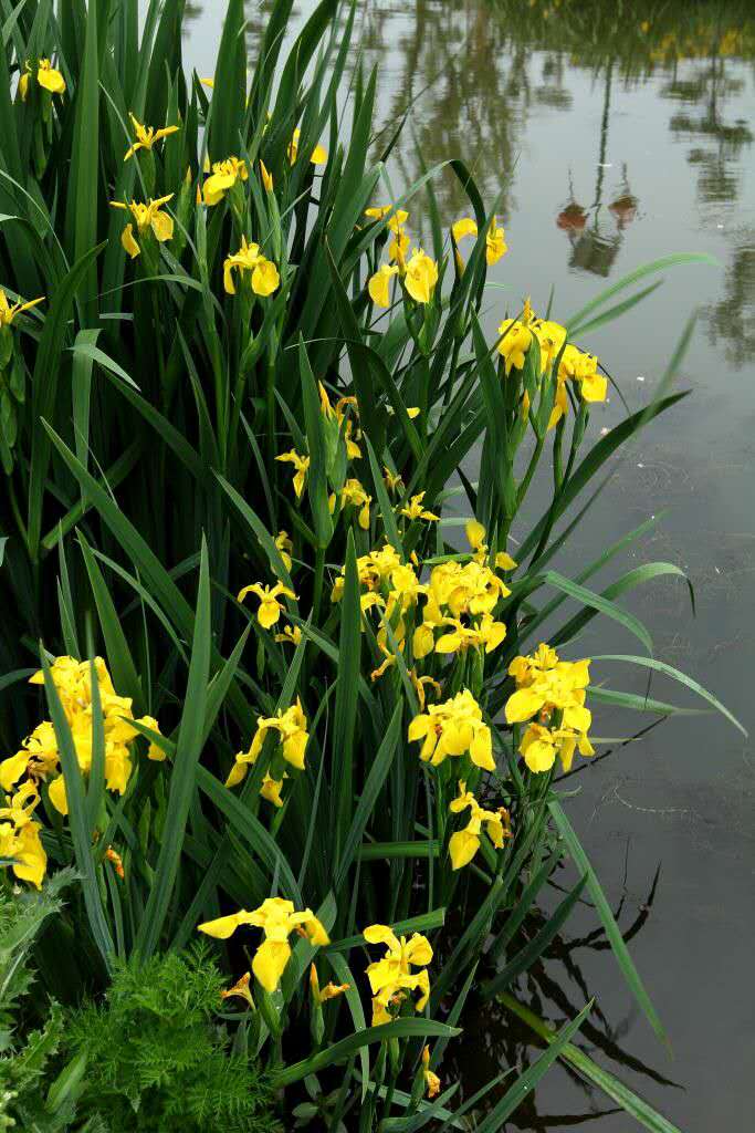 长沙东日园林工程有限公司,长沙园林绿化工程,长沙绿化养护管理