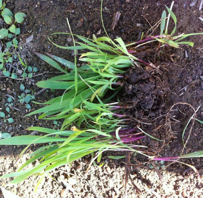 长沙东日园林工程有限公司,长沙园林绿化工程,长沙绿化养护管理