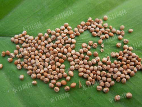 长沙东日园林工程有限公司,长沙园林绿化工程,长沙绿化养护管理