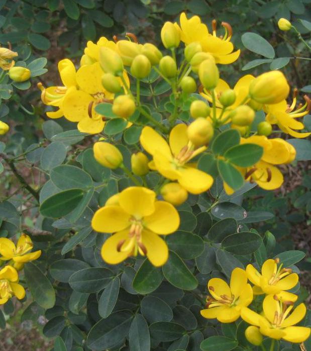 长沙东日园林工程有限公司,长沙园林绿化工程,长沙绿化养护管理