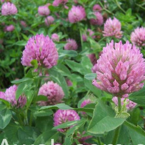 长沙东日园林工程有限公司,长沙园林绿化工程,长沙绿化养护管理