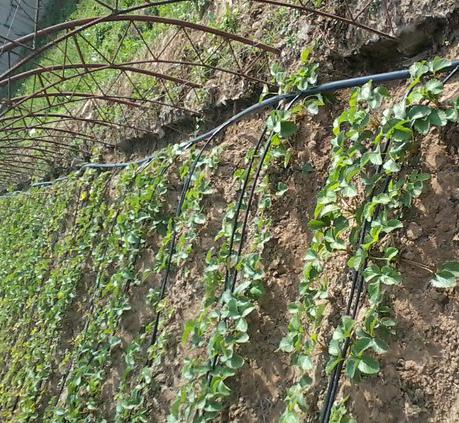 长沙东日园林工程有限公司,长沙园林绿化工程,长沙绿化养护管理